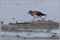 Black Turnstone