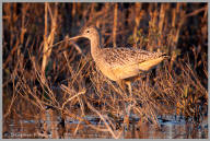 Long-billed Curlew