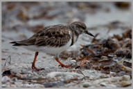 Black Turnstone