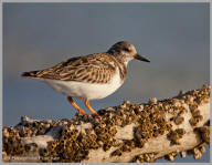 Black Turnstone