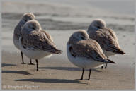 Sanderling