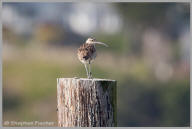 Whimbrel