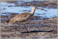 Whimbrel