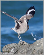 Willet