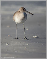 Sandpiper