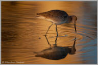 Willet