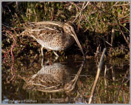 Wilson's Snipe