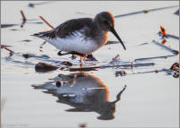 dunlin