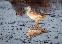 greater yellowlegs