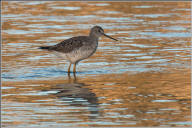 Greater Yellowlegs