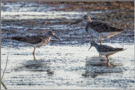 Lesser and greater yellowlegs