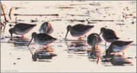 long-billed dowitcher