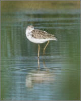 marsh sandpiper