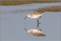 Marsh sandpiper