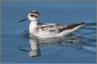 red-necked phalarope