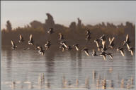 Red-necked phalaropes