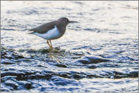 spotted sandpiper