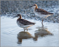 wilson's phalarope