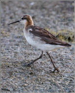 wilson's phalarope