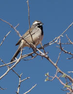 Black-throated Sparrow