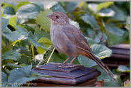 California Towhee