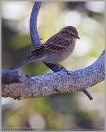 Chipping Sparrow