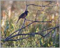 Eastern Towhee