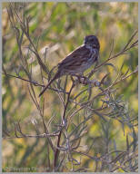 Fox Sparrow