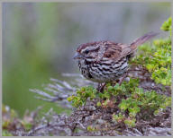 Fox Sparrow