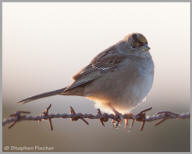 Golden-Crowned Sparrow