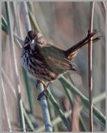 Song Sparrow