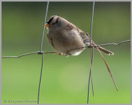 White-Crowned Sparrow