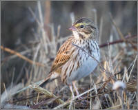 savannah sparrow