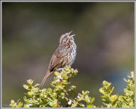 Song sparrow