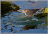 Northern Water Thrush