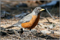 american robin