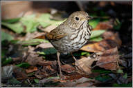 hermit thrush