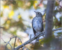 hermit thrush