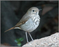 Hermit thrush