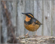 varied thrush