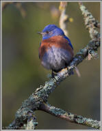 Western bluebird