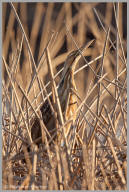 American Bittern