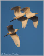 Cattle egret