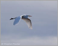 Great Egret