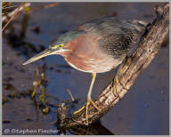 Green Heron