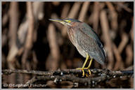 Green Heron