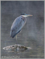 Great Blue Heron