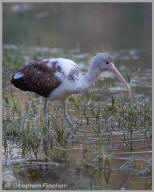 White ibis