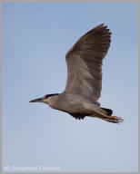 Black-crowned night heron