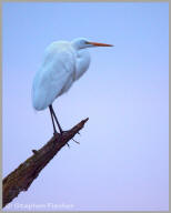 Great Egret